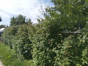 СНТ Медик-2 в Екатеринбурге - yutvil.ru - фото 3